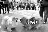 40多只宠物狗穿衣服参加服装秀