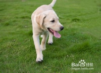 用玩具训练宠物狗狗游泳