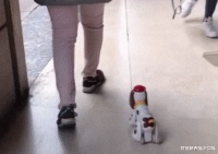 西班牙玩具狗成抢手货，宠物狗被邻居借走一天被遛38次，回家累瘫