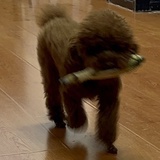 【讨论】关于淘宝的宠物保险问题‍♀️已收到退款！