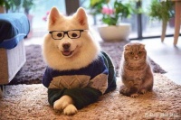 宠物猫宠物狗也能买保险了，萌宠的千亿市场超乎想象！