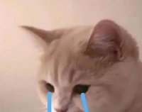 猫猫狗狗的福音，一款便宜的宠物险