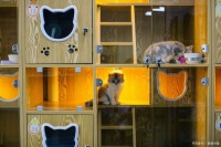 关于宠物寄养，利与弊，你了解吗