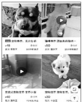 “家庭寄养宠物”走红背后有隐忧：宠物猫每天20元