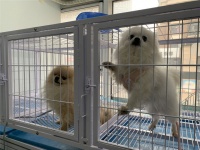 铲屎官们回家过年，猫猫狗狗咋办？德州宠物寄养正流行……