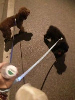 【图片】长沙家庭寄养【宠物狗交易吧】