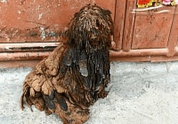 宠物狗寄养在父母家，以为会认真饲养，比土狗还不如