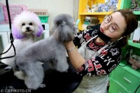 江苏连云港：春节临近 宠物寄养生意火爆