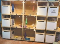 春节宠物寄养需求旺 “待遇”难辨让“铲屎官”担忧