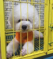 节假日狗狗寄养需谨慎，做好这几点，狗狗寄养有保障