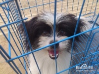 寄养宠物狗需要注意什么 寄养狗狗要注意的地方