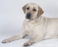 宠物主人应注意的狗狗寄养事项