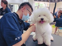 凭着宠物美容手艺 她帮助600只流浪犬找到新主人