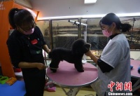 宠物美容师的日常：给小狗“洗剪吹” 一只狗要花1个多小时