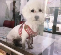 每天给狗狗梳毛5分钟，可以有效预防狗狗的皮肤病