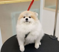 外网一个宠物美容师火了，因为他给狗子剪出来的屁屁……超级性感！