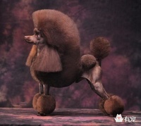 主人们，想自己动手为泰迪美容吗？