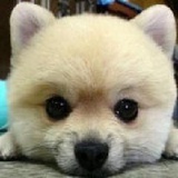 宠物狗狗基本美容方法