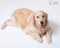 狗狗美容的关键部位