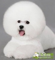 如何给宠物狗做美容