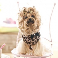 宠物狗怎么美容？