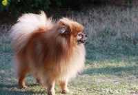 泰迪比熊不掉毛？关于狗狗美容的五个谣言你也信？