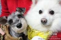 狗狗美容的六大步骤