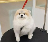 外网的这位宠物美容师火了，因为他给狗子剪出来的屁屁……超级性感！！