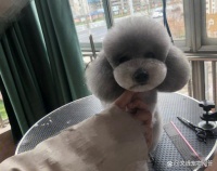 泰迪爱美，给它“美容护理”，要记住这4个方面才行