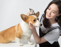 狗狗美容必须要有的七个步骤，看了后别再入坑了