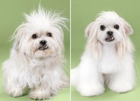 狗狗总是去美容店，到底是在“美”什么？