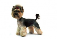 不用带狗狗去美容院，如何在家里给狗狗美容？