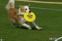 狗狗不听话？教你几个训练狗狗的基本方法，简单又有效，轻松掌握