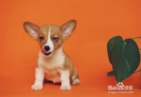 训练你的宠物狗外出时保持风度