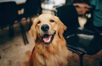 如何训练宠物狗狗？