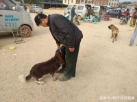 狗市：商贩专门做宠物训练的，很多人围观他展示自己的史宾格！