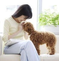 宠物狗训练需要了解什么