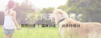 北京狗狗训练营（北京哪里有训练狗狗的地方）