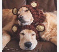 宠物狗的日常锻炼方法总结