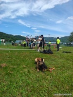 瑞安市宠物狗怎样训练