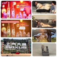 训犬 一对一服务 狗狗训练 宠物狗训练 宠物寄养