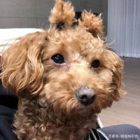 狗粮？饭菜？哪种食品对宠物狗狗更加健康？