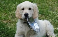 对狗而言，这些食物就是“人间美味”，你还不知道？