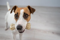 揭秘狗狗味蕾：它们究竟钟爱哪些美食？