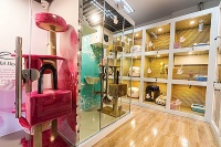 营养、美容、保健、训练，武汉宠物业的全方位发展与机遇！