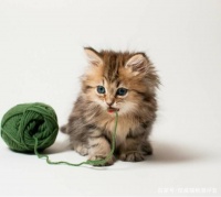 猫零食哪个牌子好，最放心的猫零食推荐