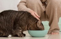 什么牌子的猫罐头营养又实惠？性价比高的猫罐头排行榜前十名