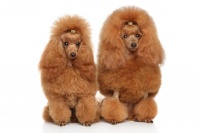 北京希诺谷生物科技有限公司专注