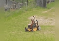 农夫山泉培训的“狗狗科学家”登上央视，靠守护果树挽救百亿产业