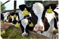 从“暂停”到“重启”，牛初乳市场重回增长的4个秘密